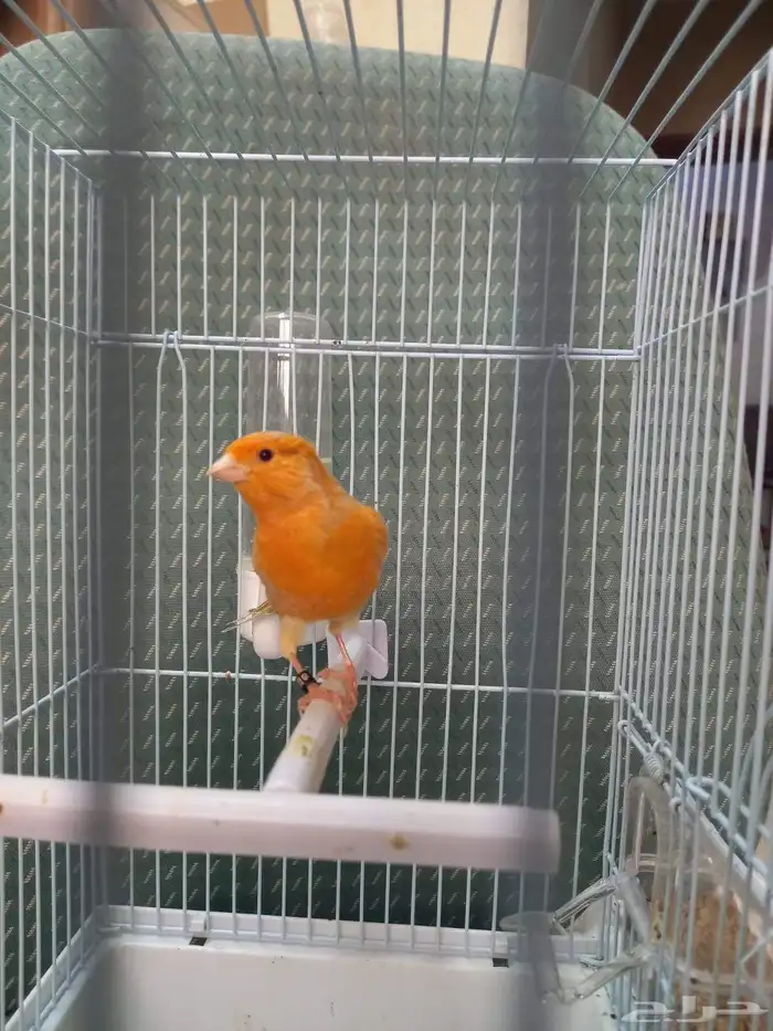 تم الحجز ذكر كناري مشمشي ستانيت شرط تغريد 1