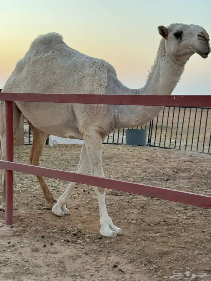 بكره طيبه باتليه   السن اكبر من القيه تروح جذعه 0