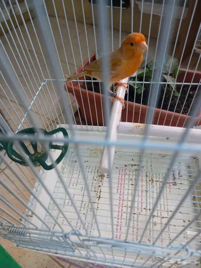 تم الحجز ذكر كناري مشمشي ستانيت شرط تغريد 7