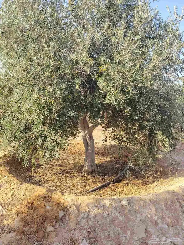 زيتون نيبالي مثمر وحمضيات 3