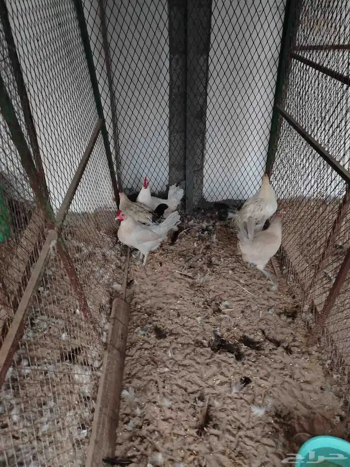 دجاج فيومي منتج 0