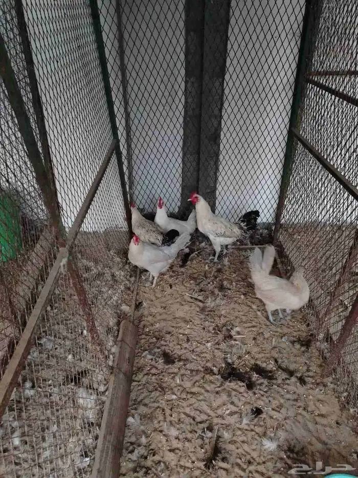 دجاج فيومي منتج 1