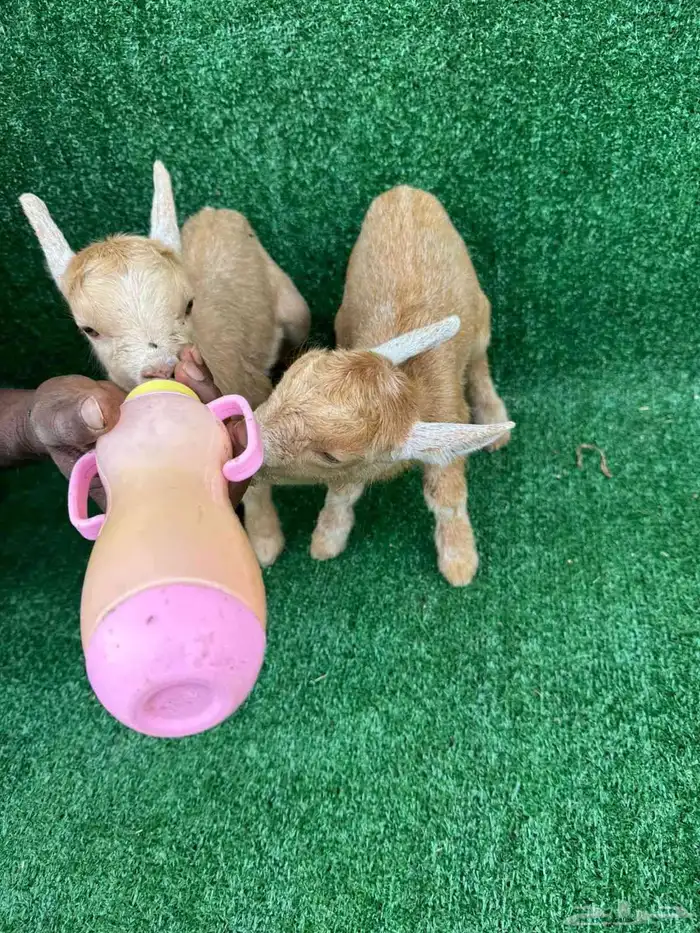 قميري أفريقي هولندي قطاء قزمي 4