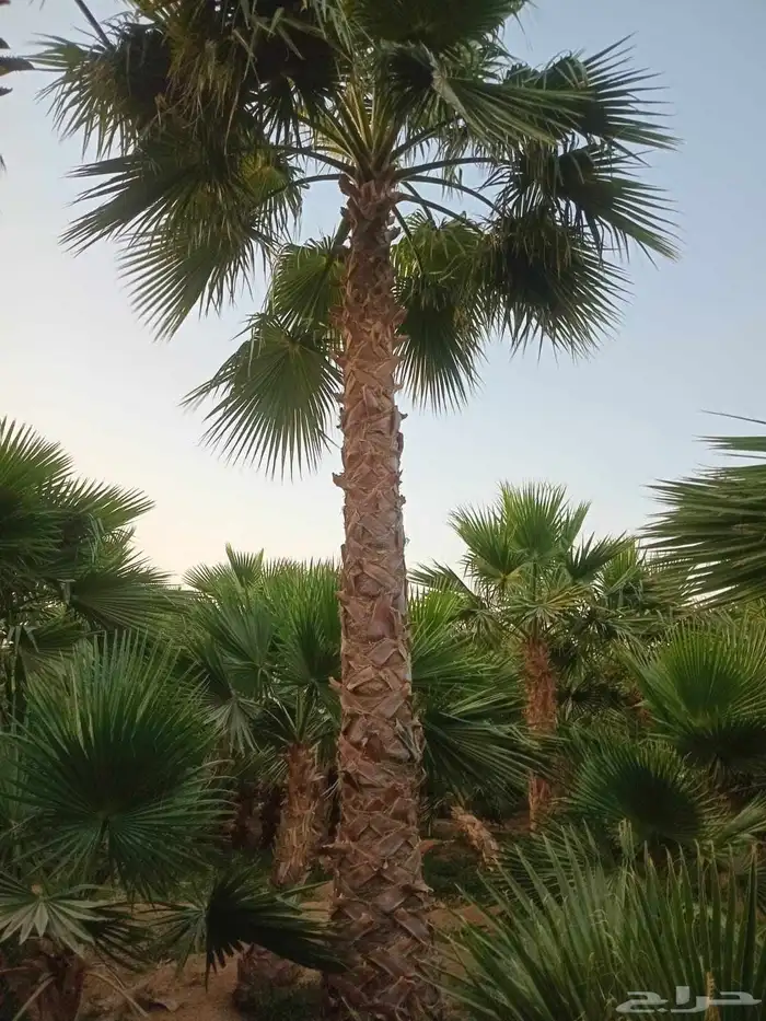 يتوفر لدينا جميع انواع النخل وجميع المقاسات المتوفره 2
