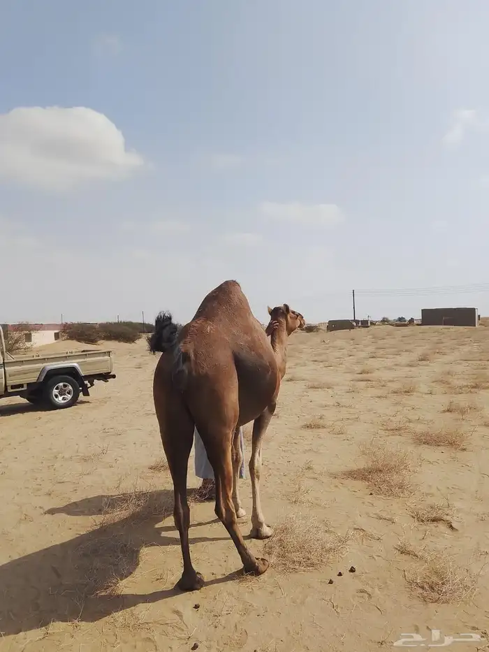 ناقة حمراء ثنية للبيع 2