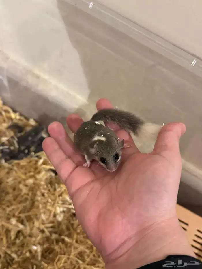 السنجاب القزم 1