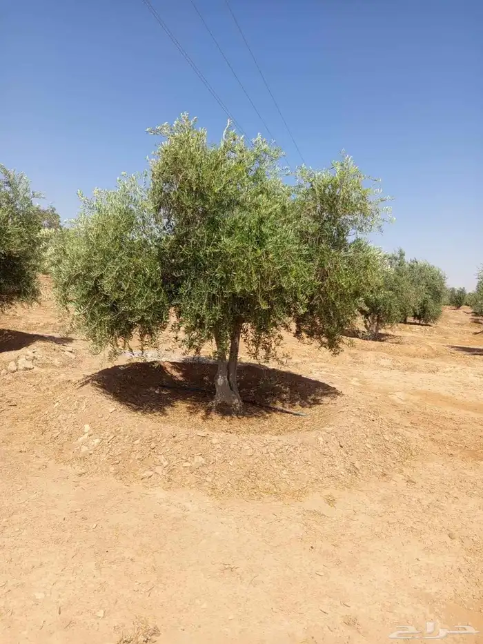 زيتون نيبالي مثمر وحمضيات 7