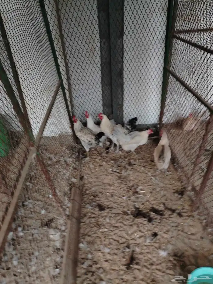 دجاج فيومي منتج 5