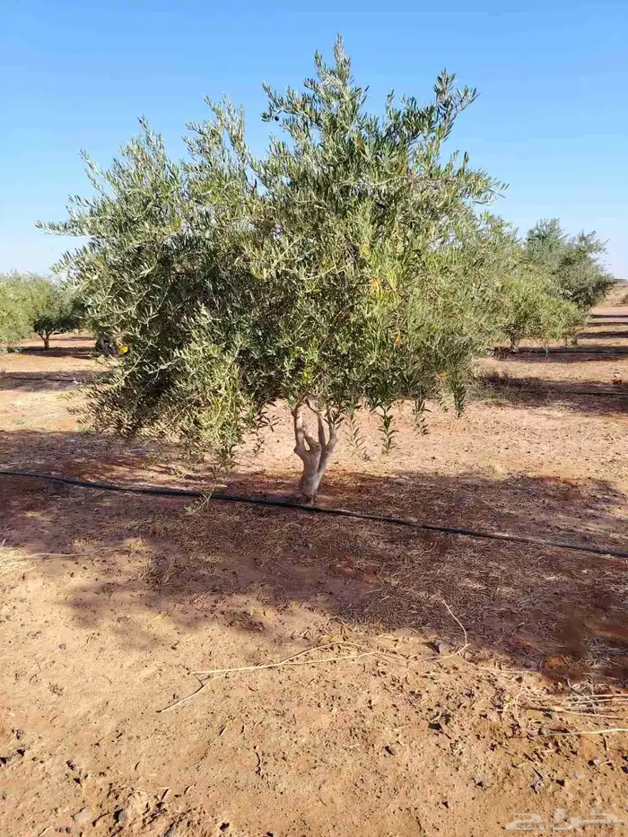 زيتون نيبالي مثمر وحمضيات 2