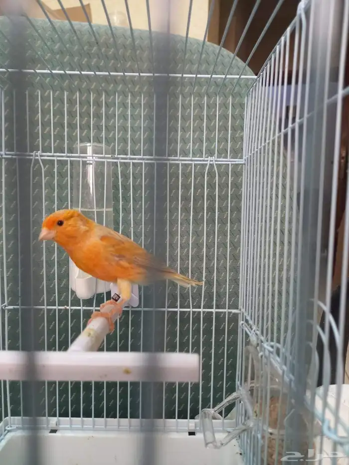 تم الحجز ذكر كناري مشمشي ستانيت شرط تغريد 6