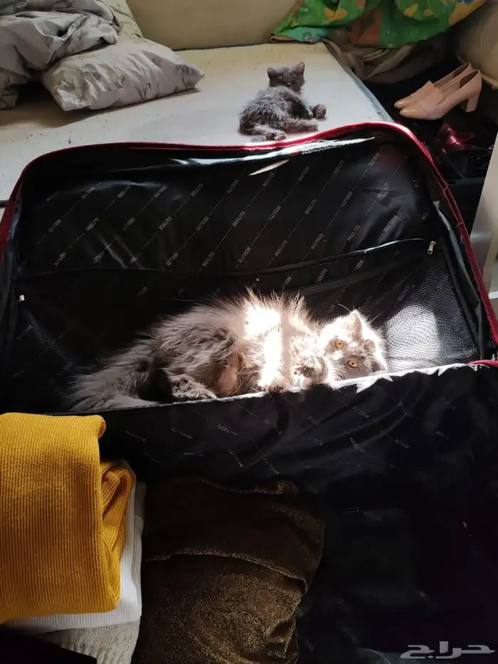 قطة سكوتش انثى تبني 0