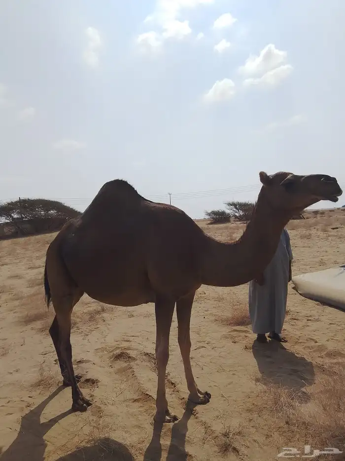 ناقة حمراء ثنية للبيع 4