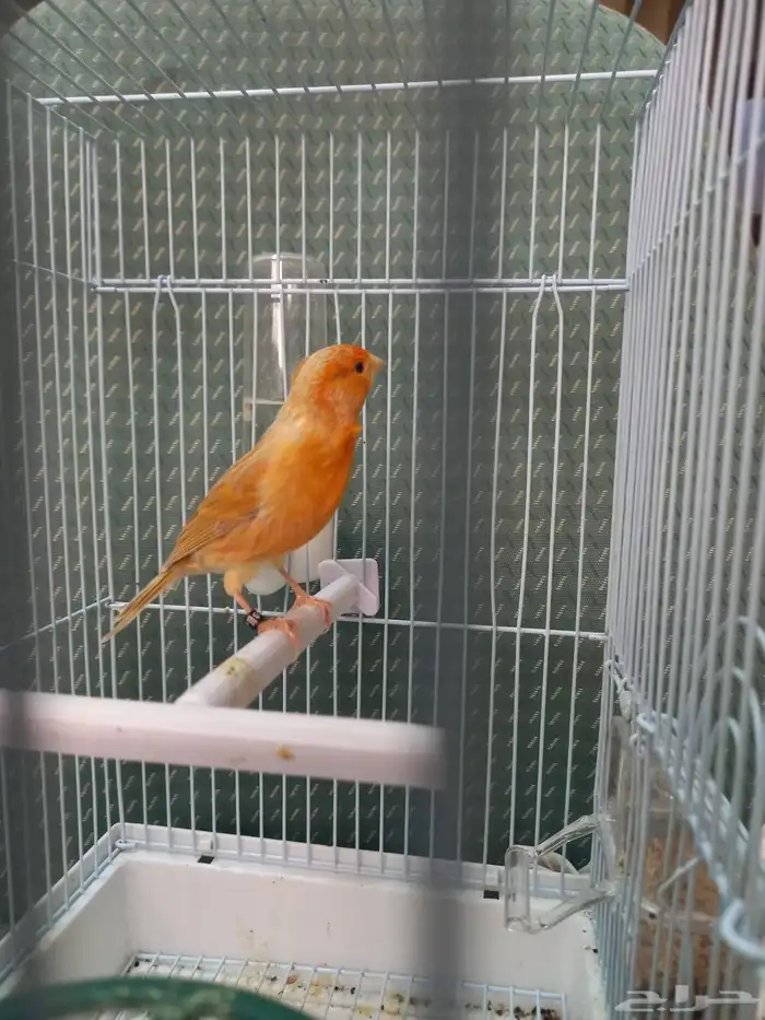 تم الحجز ذكر كناري مشمشي ستانيت شرط تغريد 5