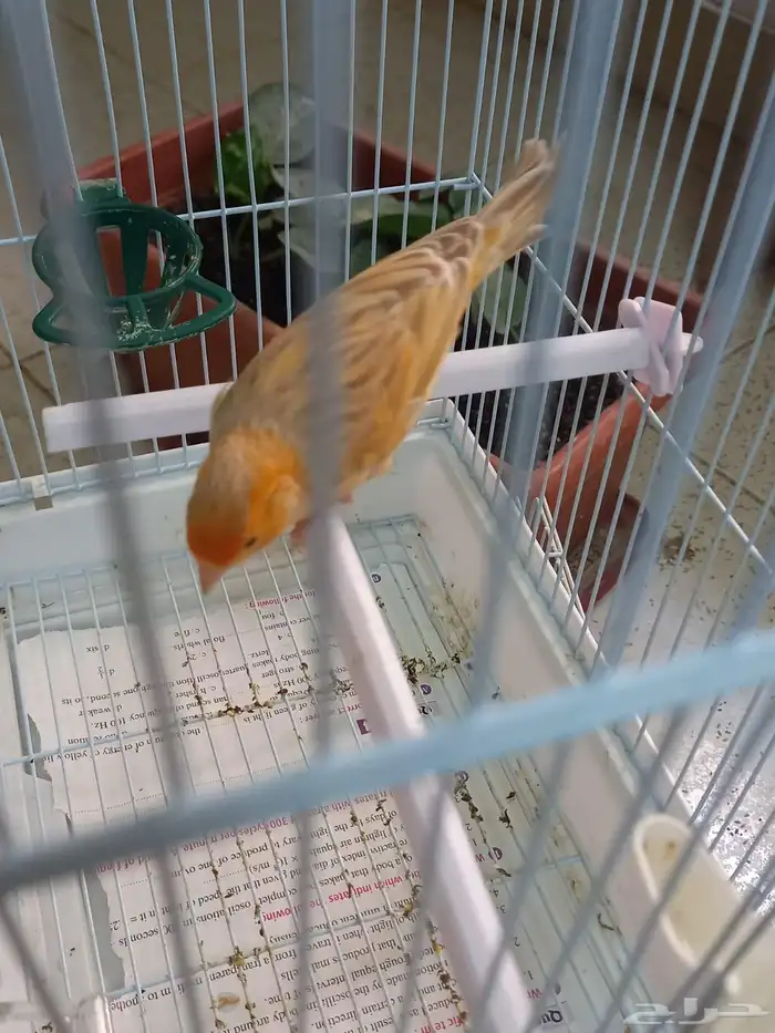 تم الحجز ذكر كناري مشمشي ستانيت شرط تغريد 3