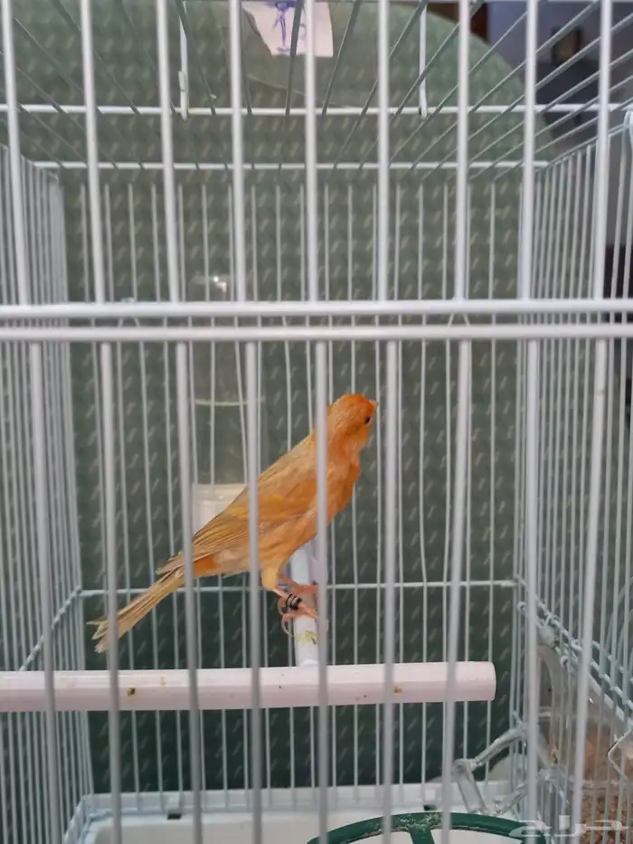 تم الحجز ذكر كناري مشمشي ستانيت شرط تغريد 0