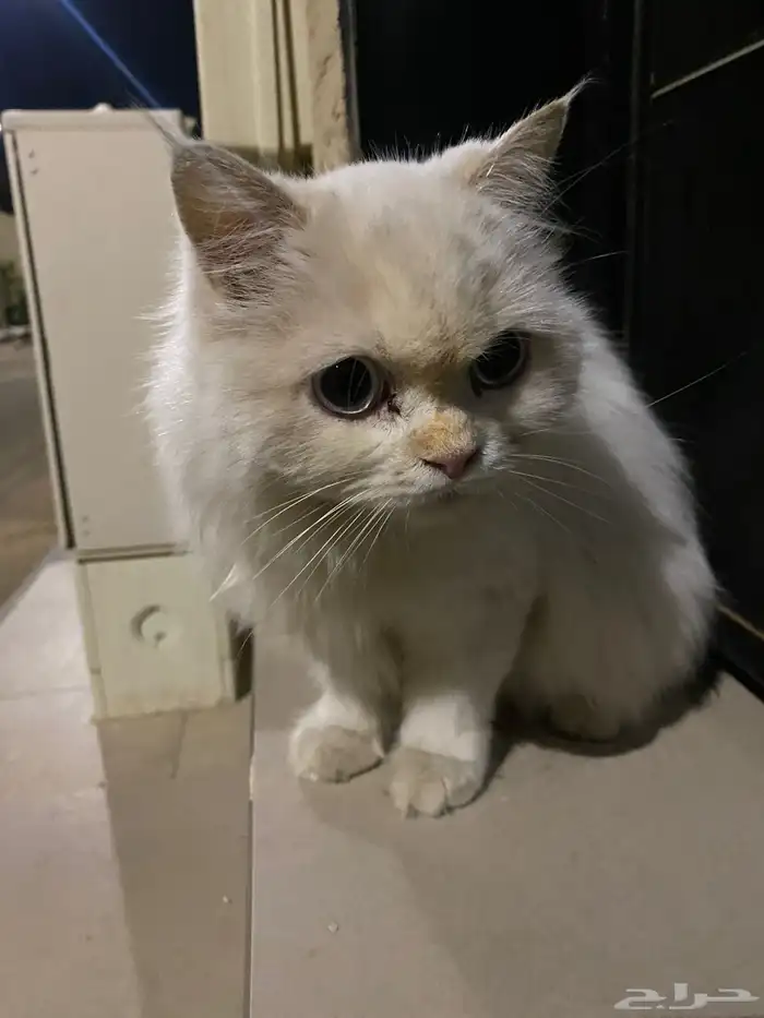 قطة منزل ضايعة 0