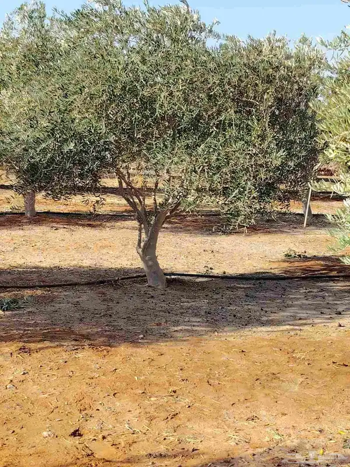 زيتون نيبالي مثمر وحمضيات 1