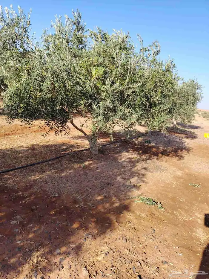 زيتون نيبالي مثمر وحمضيات 0