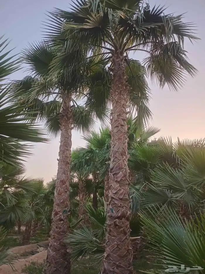 يتوفر لدينا جميع انواع النخل وجميع المقاسات المتوفره 1