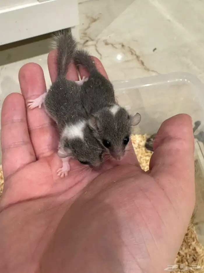 السنجاب القزم 0