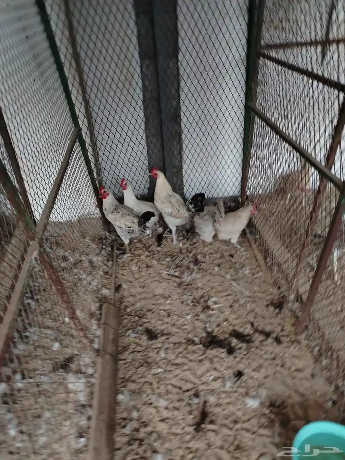 دجاج فيومي منتج 2