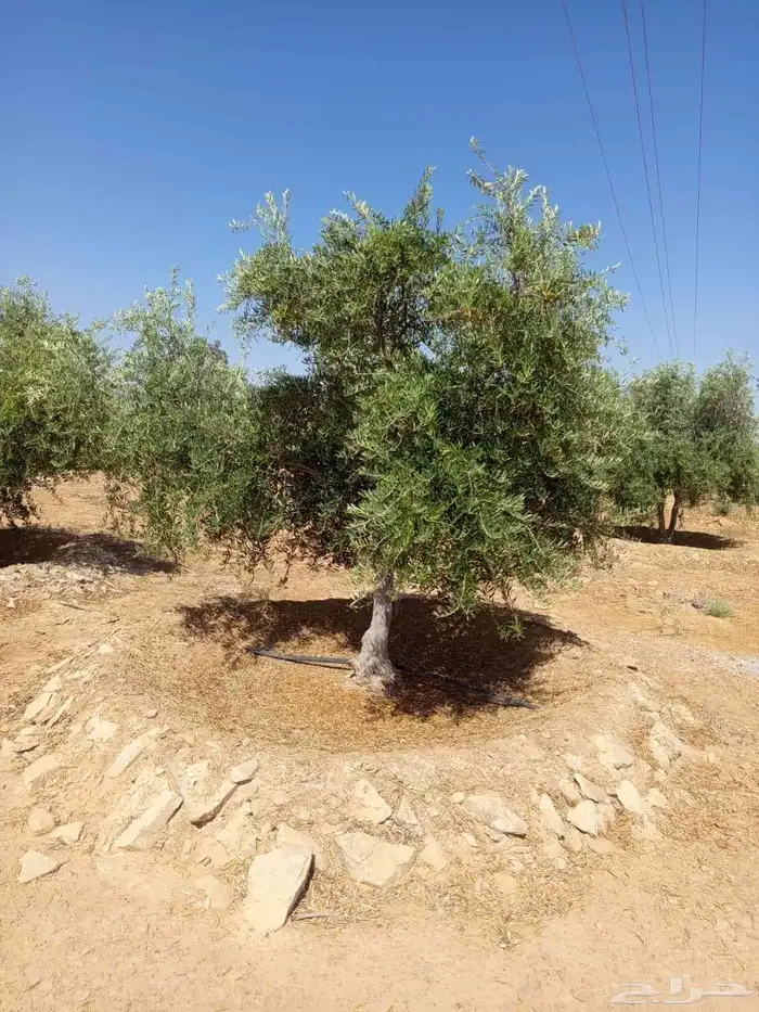 زيتون نيبالي مثمر وحمضيات 6