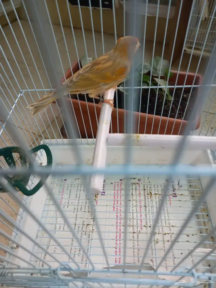 تم الحجز ذكر كناري مشمشي ستانيت شرط تغريد 8