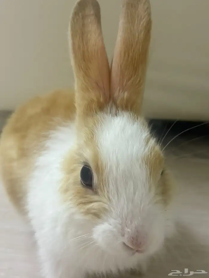 أرنب 0