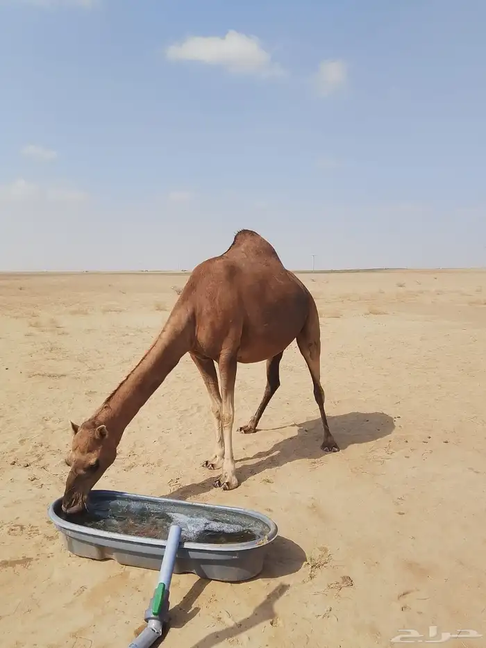 ناقة حمراء ثنية للبيع 3