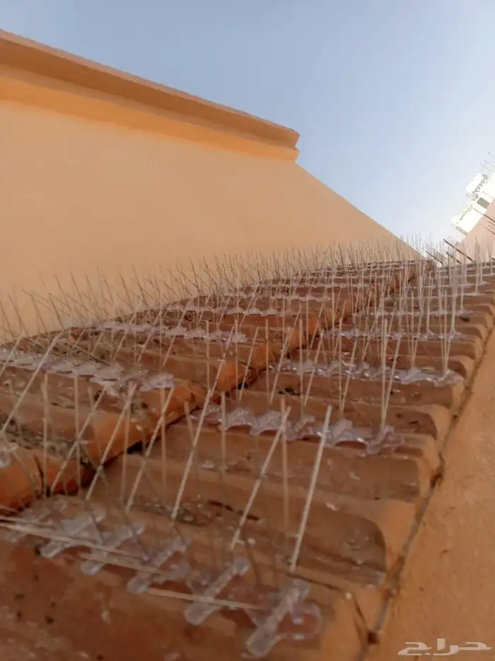 طاردوالحمام تركيب شبابيك شوك 5