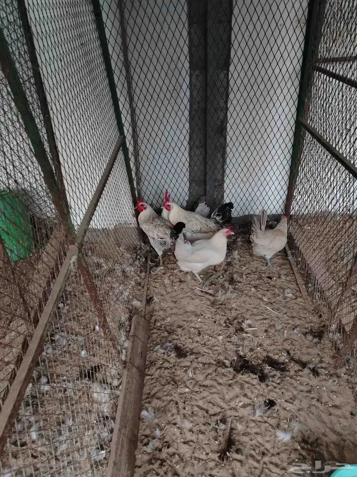 دجاج فيومي منتج 3