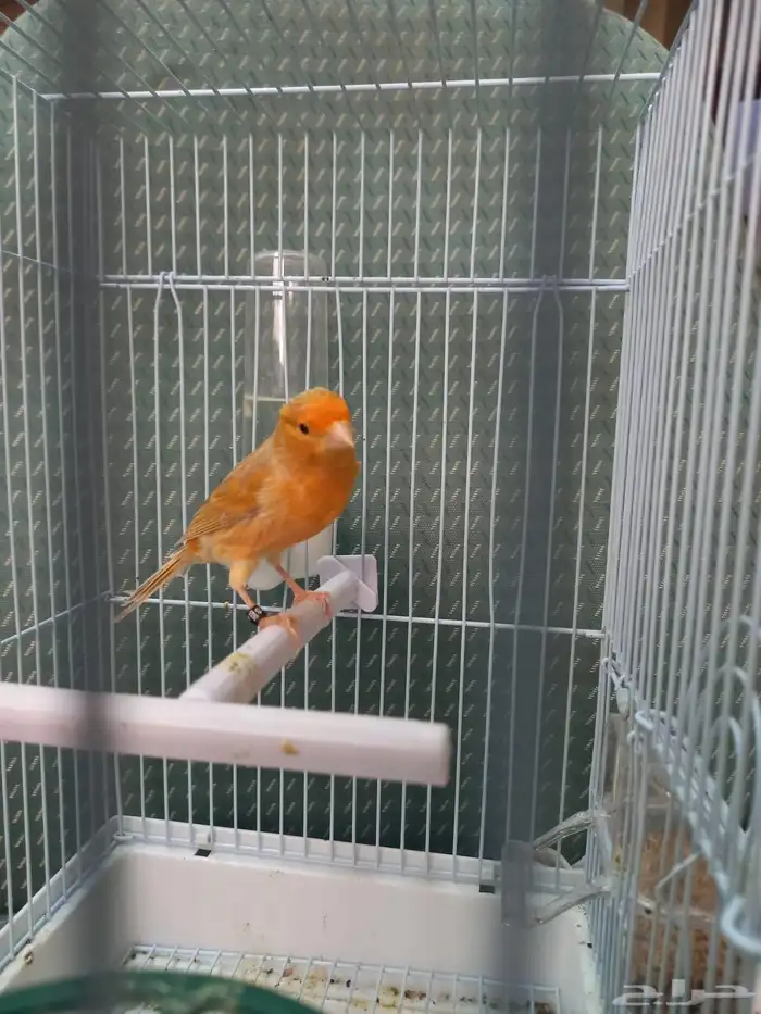 تم الحجز ذكر كناري مشمشي ستانيت شرط تغريد 4