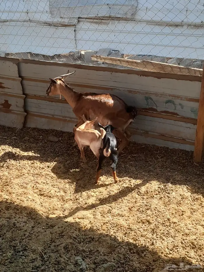 عنز محايليه يتبعها تيس وجفره 7