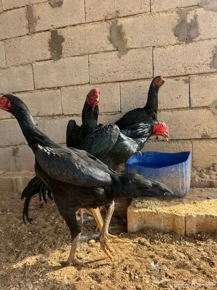 طقم شامو الماني فاخر 5