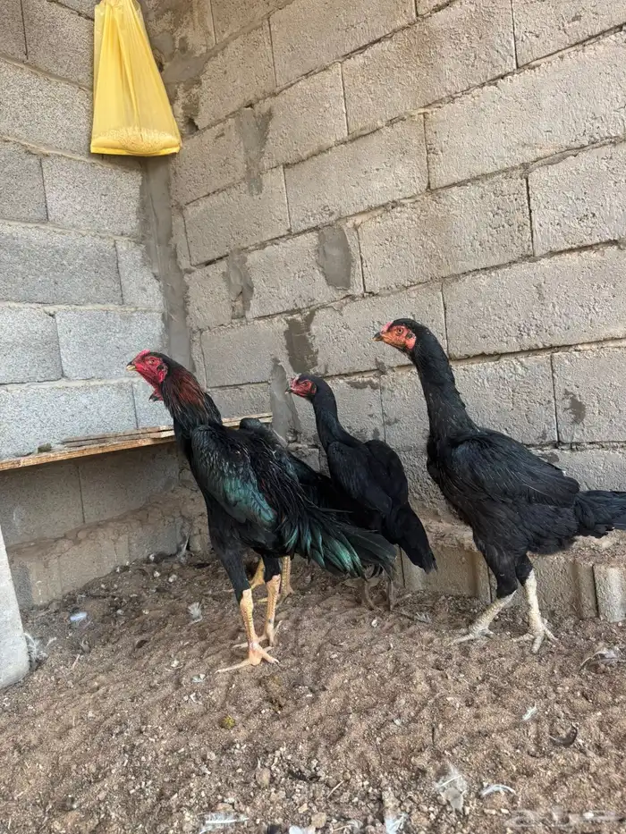 طقم شامو الماني فاخر 2