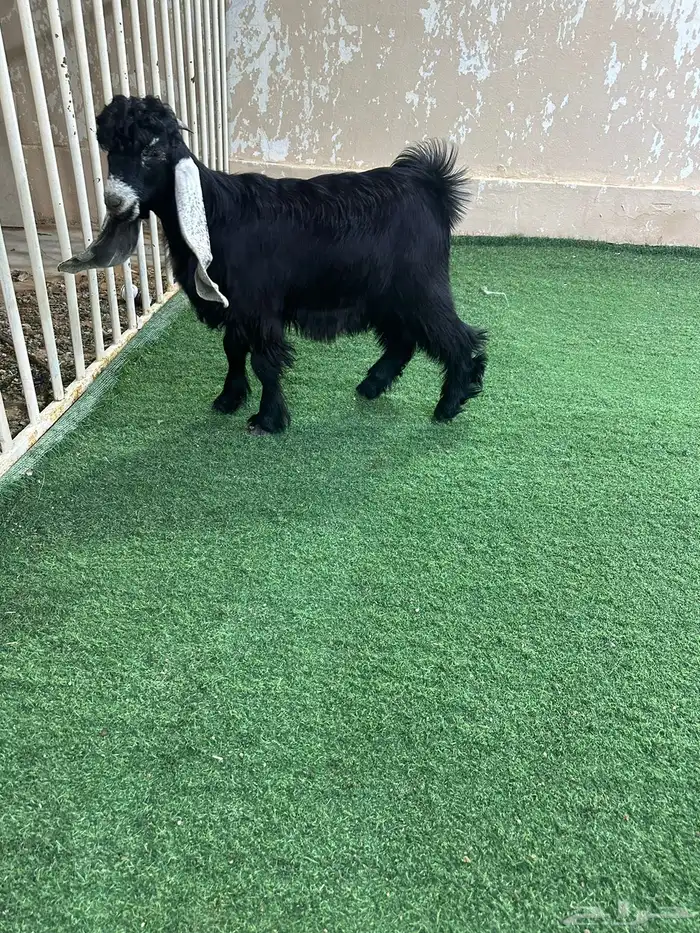 تيس ذبيحه طيب 3