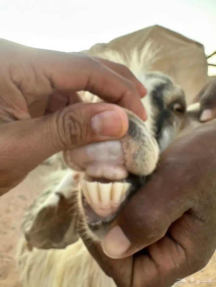 معزاء متابيع 3