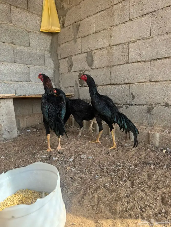 طقم شامو الماني فاخر 3