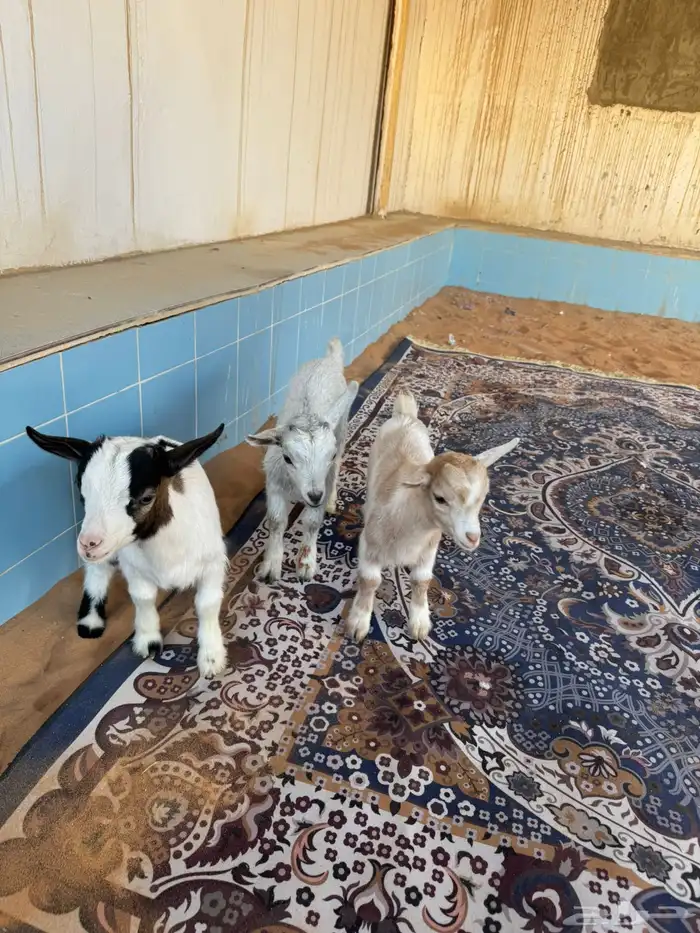 بيعت الله يبارك لراعيها 0