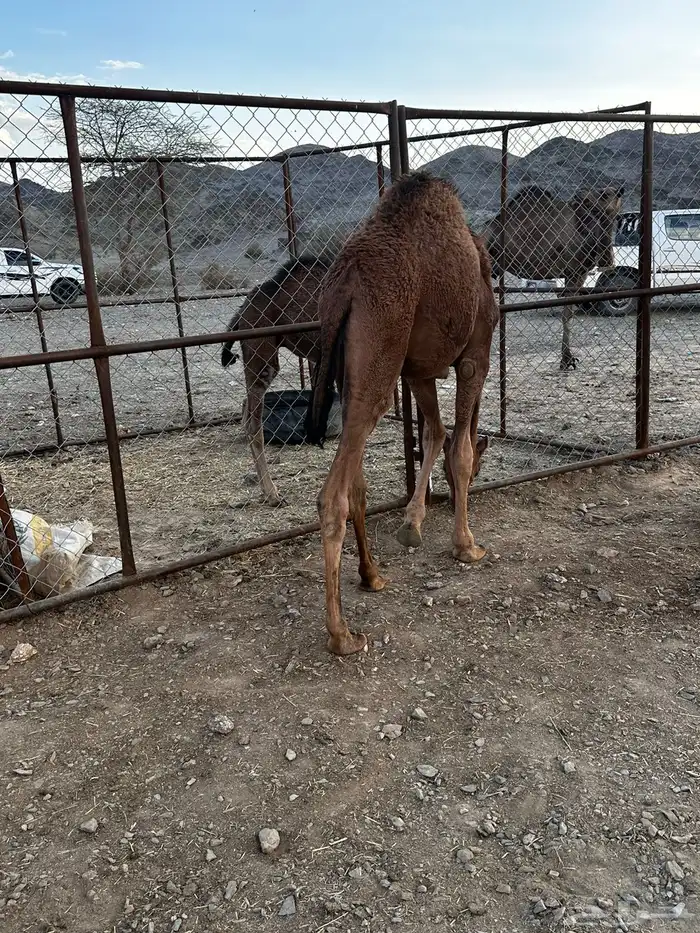 قعود فاخر من ااالاخر شرط من جميع شي 3