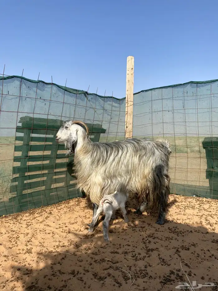 عنز والد تحتها جفره 0