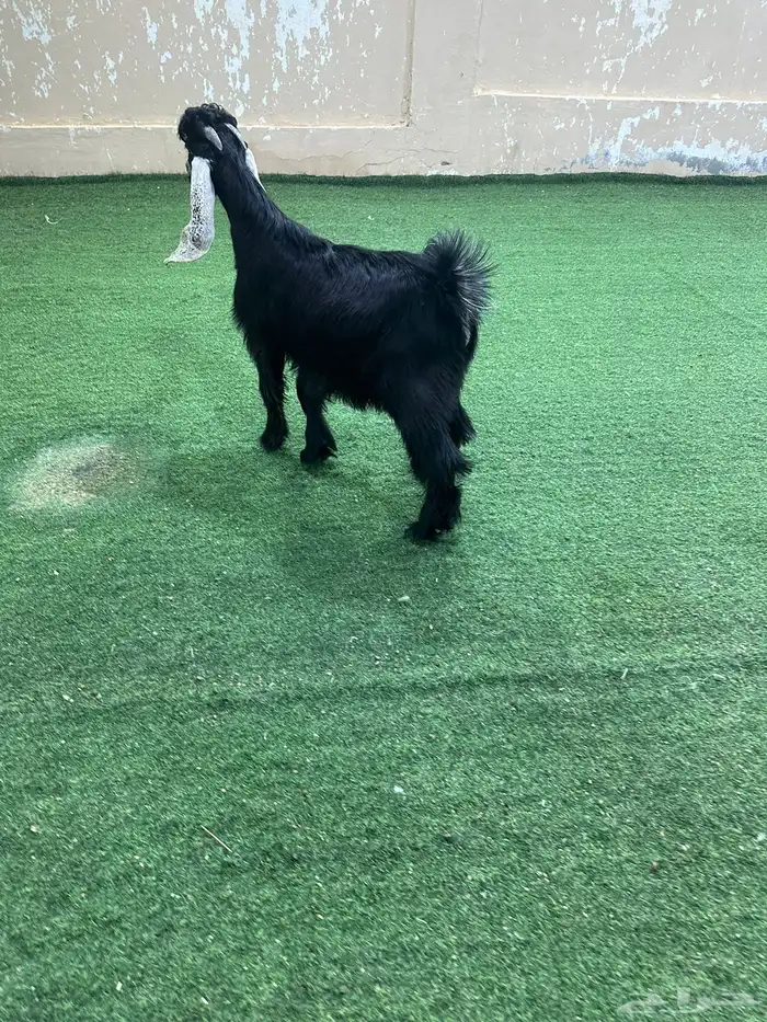 تيس ذبيحه طيب 2