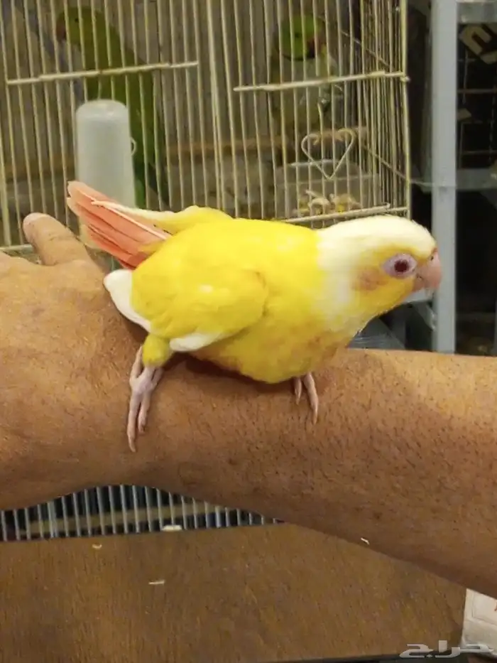 فرخ ا انثى الكنيور الفالو ذو العيون الحمر للبيع 2