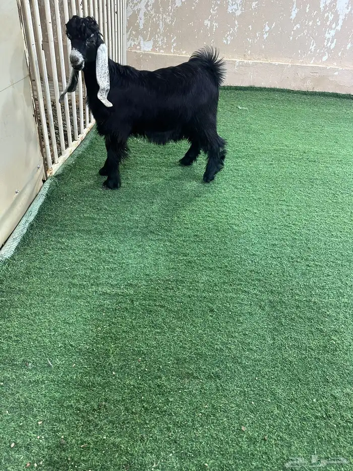 تيس ذبيحه طيب 0