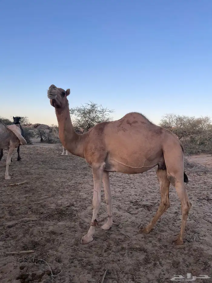 ماخض للبيع 0