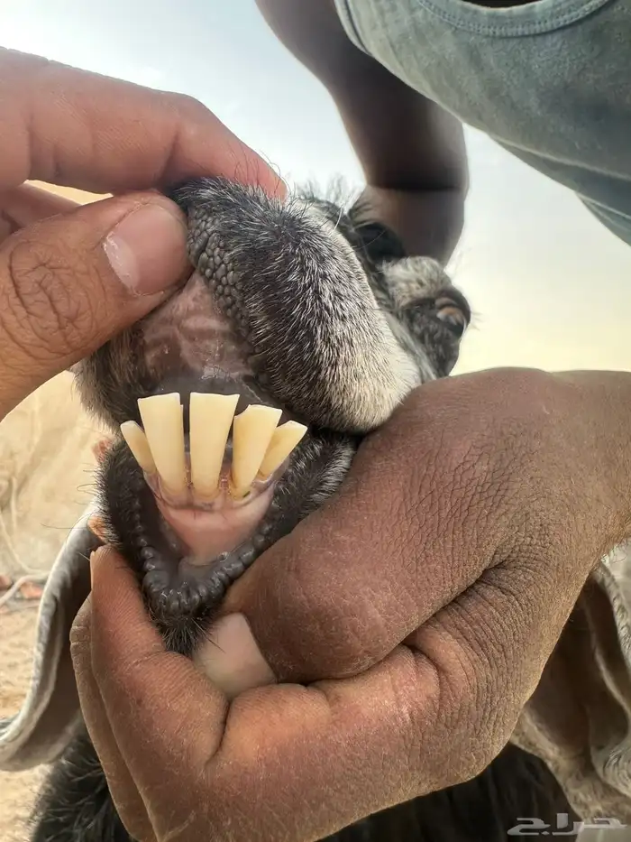 معزاء متابيع 4