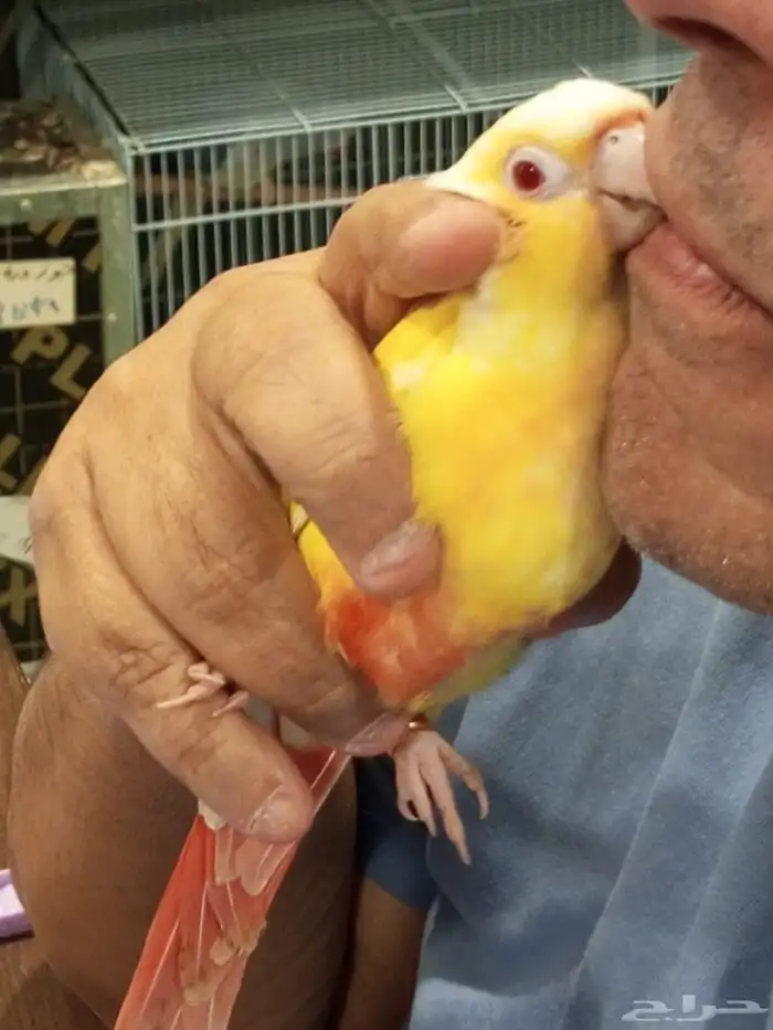 فرخ ا انثى الكنيور الفالو ذو العيون الحمر للبيع 0