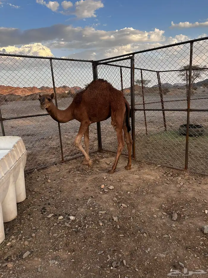 قعود فاخر من ااالاخر شرط من جميع شي 2