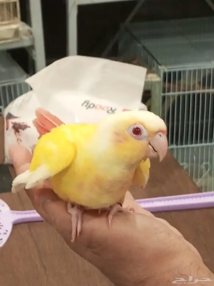 فرخ ا انثى الكنيور الفالو ذو العيون الحمر للبيع 1