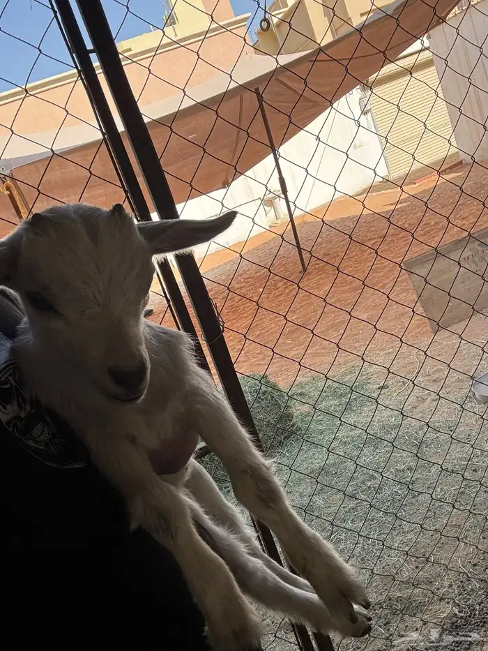 بيعت الله يبارك لراعيها 4